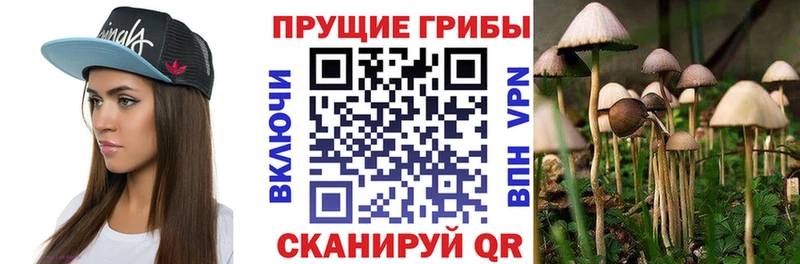 Псилоцибиновые грибы GOLDEN TEACHER  Новосиль 